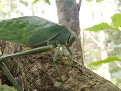 Stilpnochlora azteca