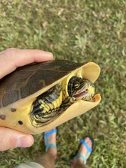 Deirochelys reticularia