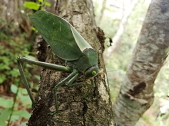 Stilpnochlora azteca