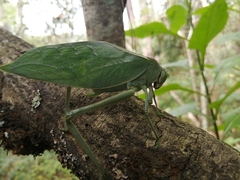 Stilpnochlora azteca