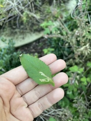 Liriomyza carphephori