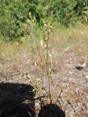 Polygonum douglasii