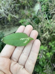 Liriomyza carphephori