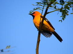 Icterus nigrogularis