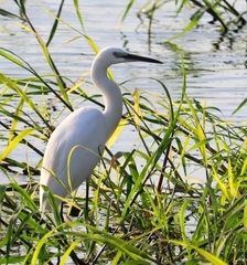 Egretta garzetta