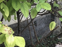 Riccordia ricordii