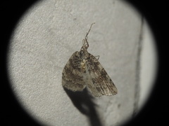 Epirrita dilutata