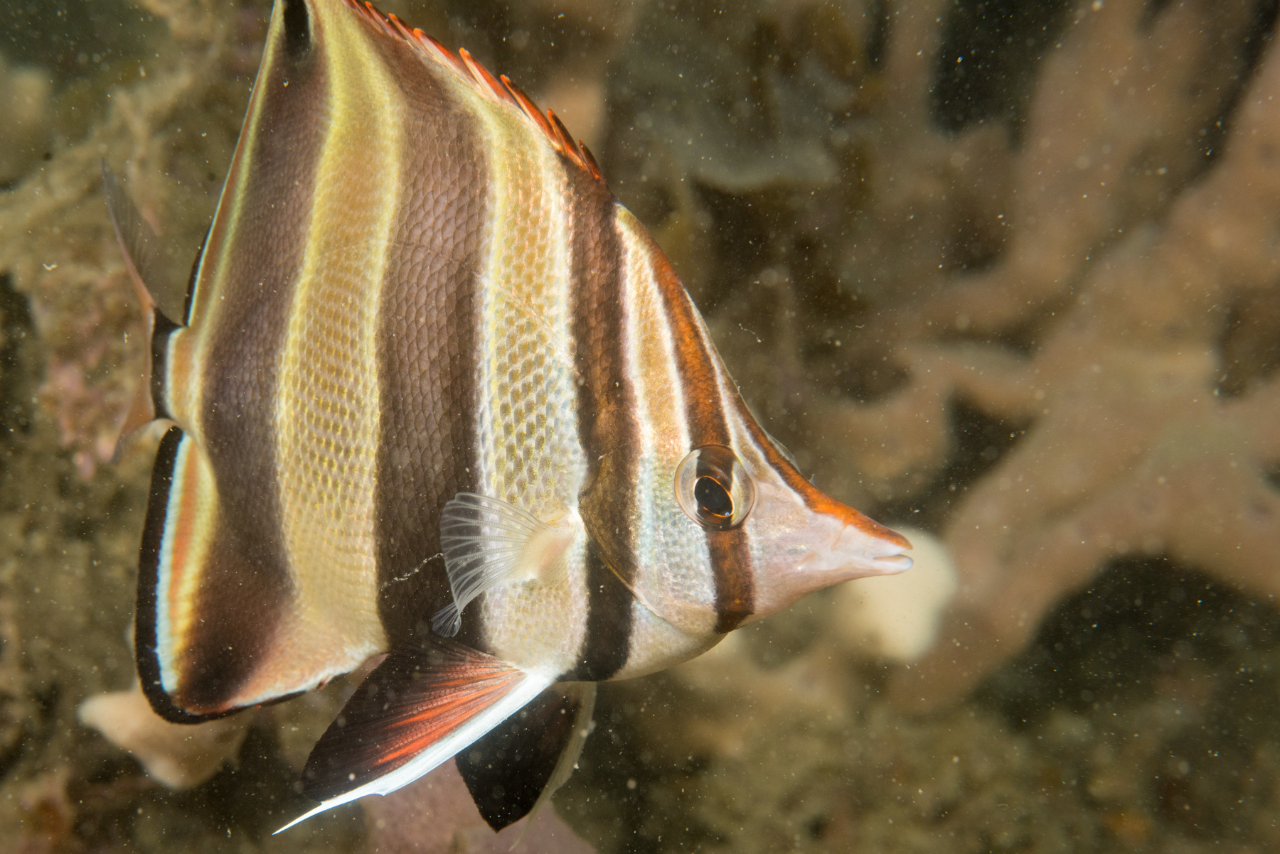 840 Koleksi Ikan Hias Air Laut Butterflyfish HD