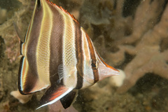 Chelmonops truncatus