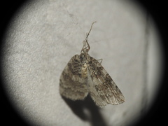 Epirrita dilutata