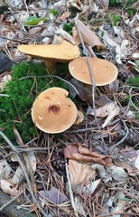 Suillus variegatus