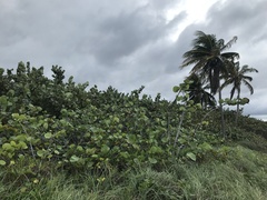 Coccoloba uvifera