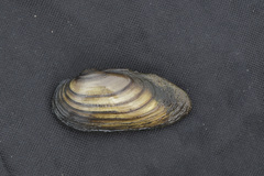Unio pictorum