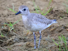 Pluvialis squatarola
