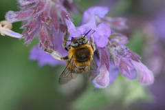 Anthophora quadrimaculata