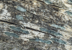 Propolis viridis
