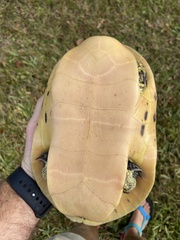 Deirochelys reticularia
