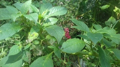 Phytolacca rugosa
