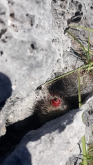 Escobaria emskoetteriana