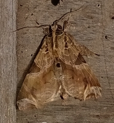 Callopistria floridensis