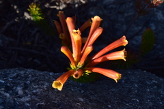 Erica quadrisulcata