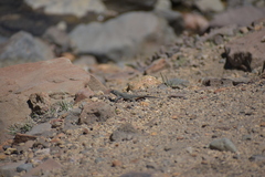 Liolaemus flavipiceus