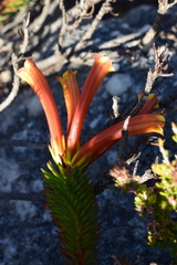 Erica quadrisulcata
