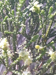 Passerina truncata