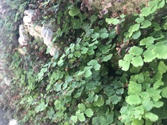 Adiantum capillus-veneris