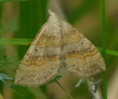Scotopteryx chenopodiata
