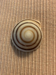 Caracolus marginella