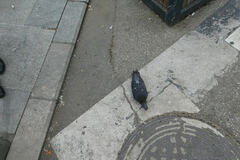 Columba livia domestica