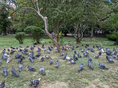 Columba livia domestica