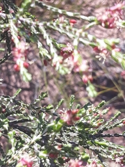 Passerina truncata