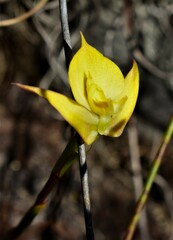 Disa tenuifolia
