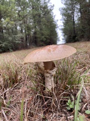 Amanita persicina