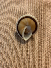 Caracolus marginella