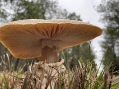 Amanita persicina