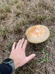 Amanita persicina