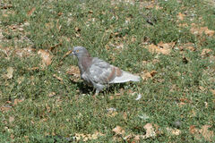 Columba livia domestica