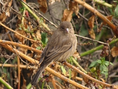 Haemorhous mexicanus