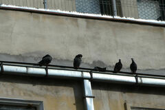 Columba livia domestica