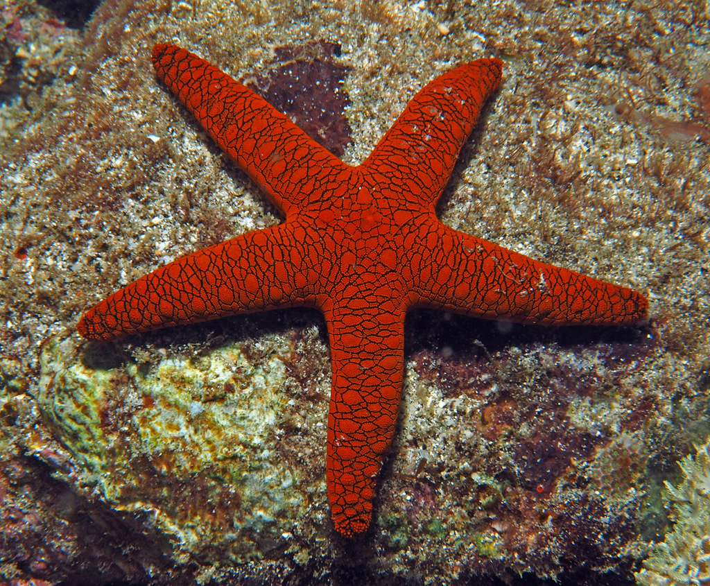 Indian Sea Star from Padangbai, Manggis, Karangasem Regency, Bali ...