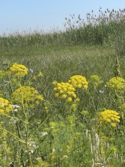 Ferula communis