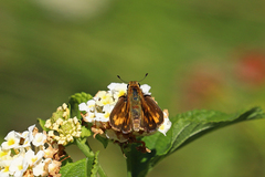 Hylephila phyleus