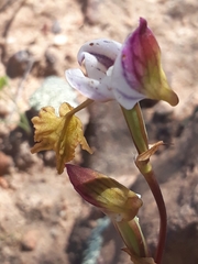 Disa spathulata spathulata