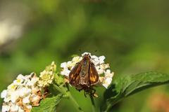 Hylephila phyleus