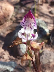 Disa spathulata spathulata