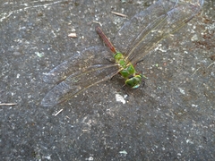 Anax parthenope julius