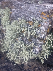 Ramalina cuspidata